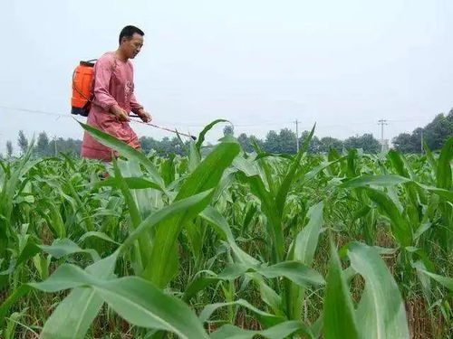 玉米田的烦恼：除草剂与杀虫剂Neng一起用吗？