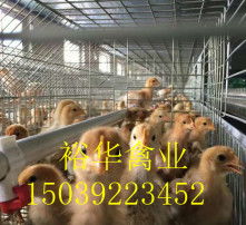 青年鸡60-80日龄周转最宜