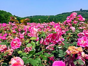 民间传说与市花市树