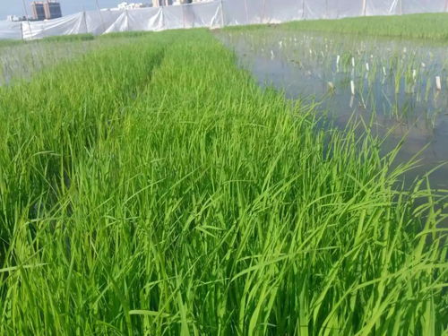 我家院子的秘密