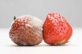 吃了有毒的水果，会怎样？