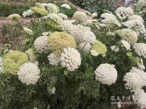 牡丹