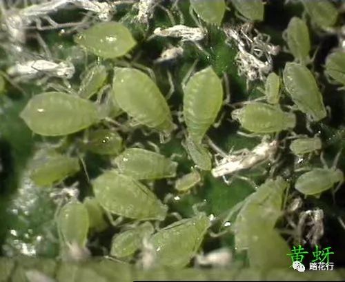 病虫害生物防治：绿色环保， 生态友好