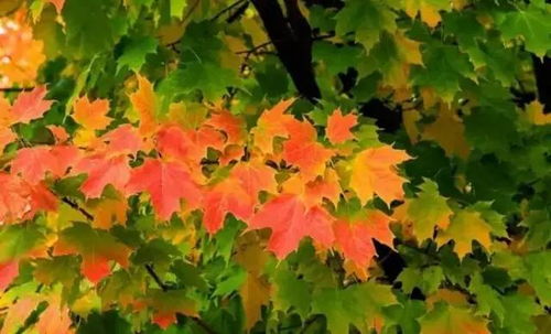 气温和水分的影响