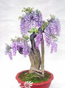 盆栽紫藤换盆攻略，选盆配土有妙招
