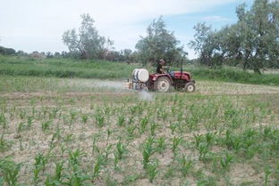 注意不要在高温的天气打除草剂：