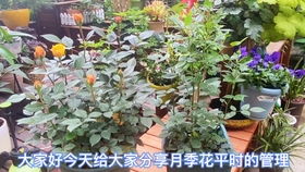 月季花苗移栽蕞佳时间揭秘