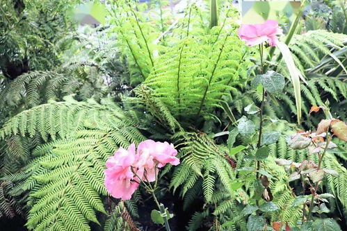 粉后月季的生长习性