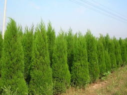 春天种植，生命力旺