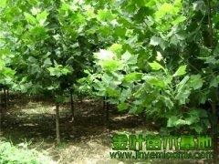 一张图引发的疑问