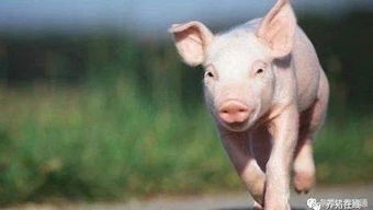 如何通过育肥猪实现养猪多赚钱？这四招你真的Zuo对了吗？