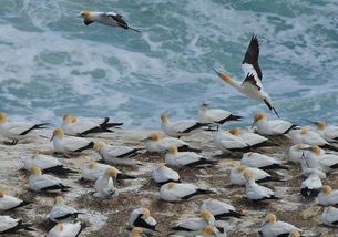 鸟粪如何转化为肥料？