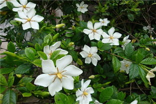 养栀子花的注意事项