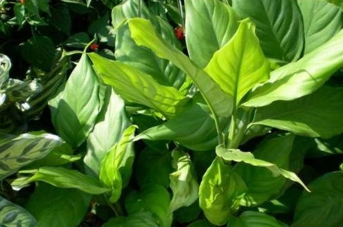 去除异味， 保持室内清新