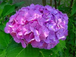 绣球花的返祖现象