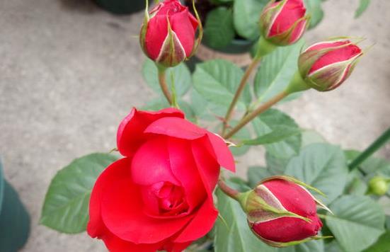 紫色花怎么这么耐寒耐旱？新手嫩不嫩直接抄种花作业？