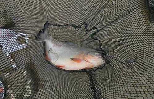 做饲料的鲳鱼，最适合的饵料是什么？