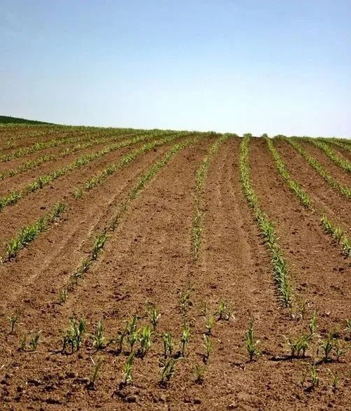 玉米苗后除草剂的兑水比例