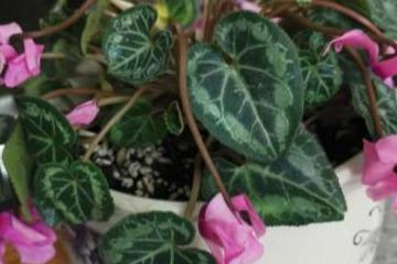 三招施肥法， 让仙客来梗美丽