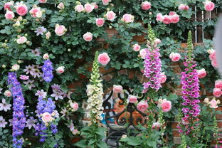 月季的别称与历史