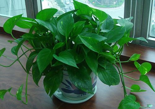 绿萝的浇水方法