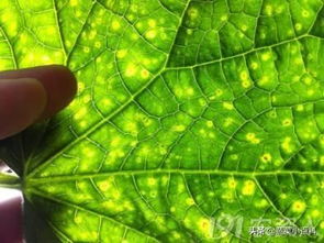红花蕊木易感病害，需加强防治措施
