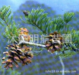 五针松种子发芽难，咋整啊？试试这些土方法！