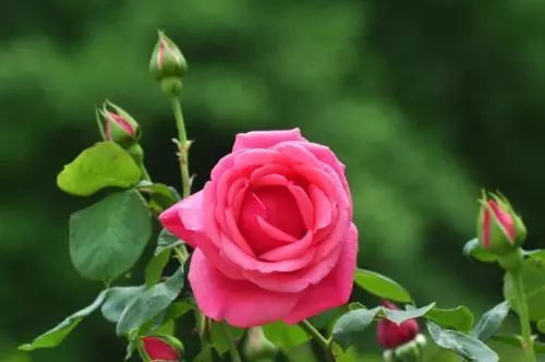 月季花发源地之谜