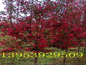 市场行情，影响因素多多