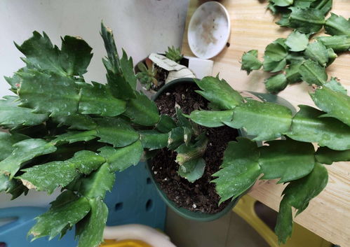 正确浇水三步走