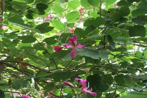 土土土， 黄金配方来帮忙