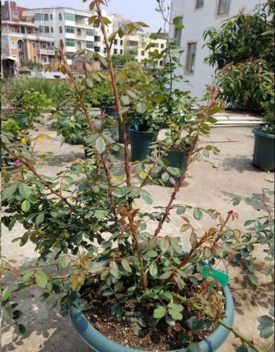 月季长笋芽的奥秘：3喜3怕全解析