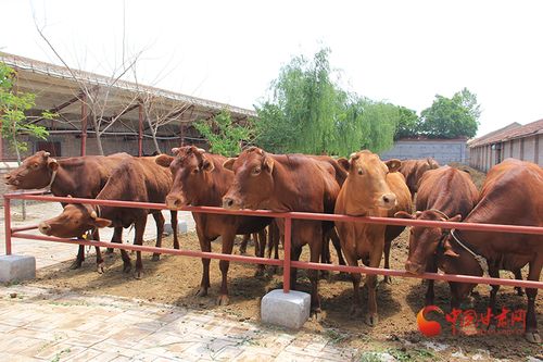新生牛犊拉绿屎原因与治疗策略，畜牧专家深度解析