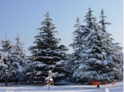 雪松的价格之谜：大与小，差别有多大？