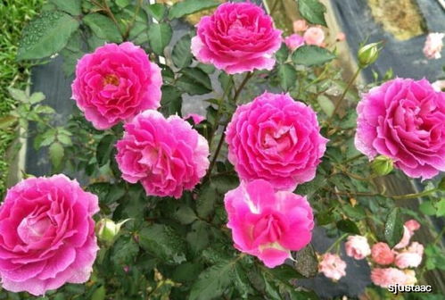 养护技巧：让美丽常在