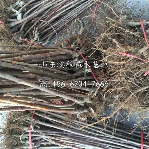 根系发达完整是关键