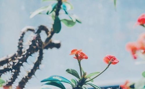 虎刺梅叶子发黄全落了如何挽救并恢复生机
