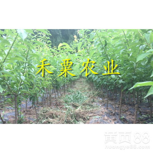 海南茶油树苗热销！山润茶油产地直销，联系信息一览