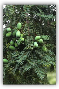 榧林认养：白领的新玩法