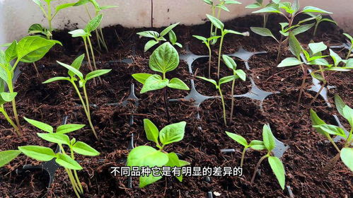 辣椒育苗视频，花卉种植新技巧！