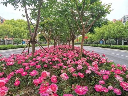 静安中环公园， 花香中的诗意人生