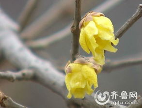 腊梅干花的制作小秘密