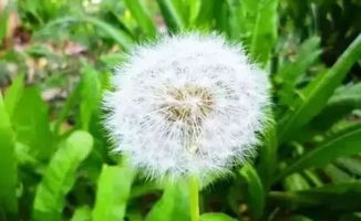 蒲公英清热解毒，你了解它的其他功效吗