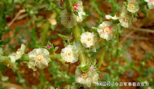 好奇风滚草开花啥样？这有风滚草开花图片