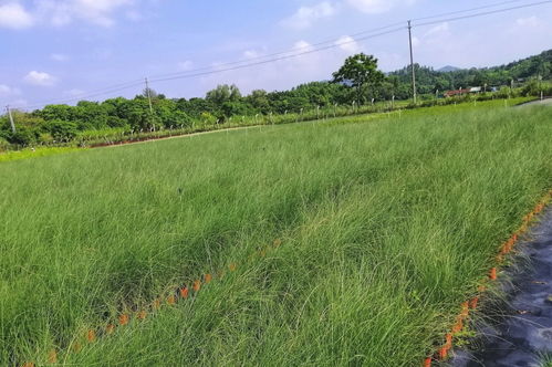 青贮技术，革命还是潮流？