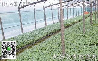 喷雾质量影响药效