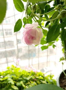 花朵颜色，像彩虹一样绚烂