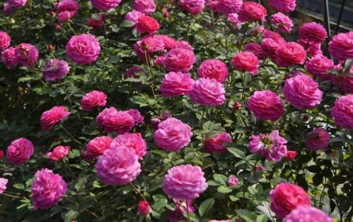月季花种类：丰花月季的大家庭