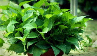 冬天绿萝长不大之谜