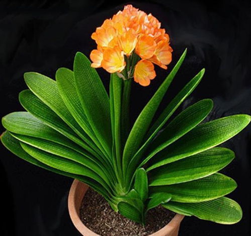 夏天君子兰苗养护小秘诀，让你家的绿植茁壮成长！